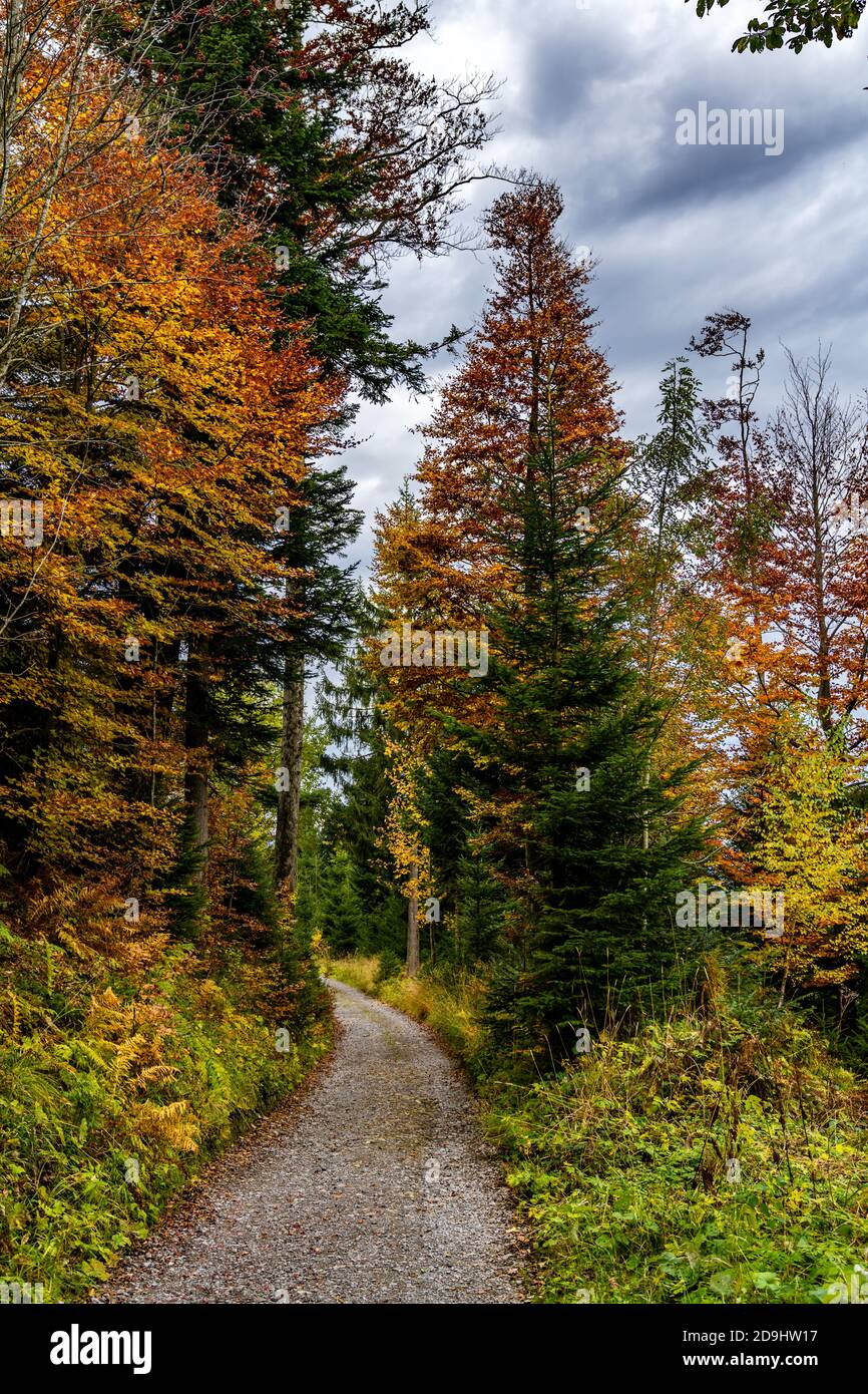 Waldweg im Herbstlich gefärbten Wald. Bregenzerwald, Herbst. Foresta colorata in autunno. Erholsame Wanderung durch den Wald in Vorarlberg. bitte Blätter Foto Stock