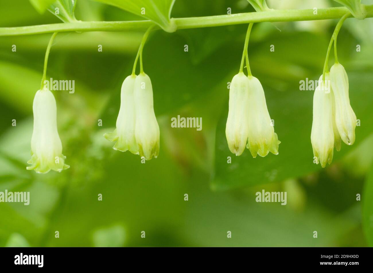Salomone guarnizione (Polygonatum) fiori close up shot Foto Stock