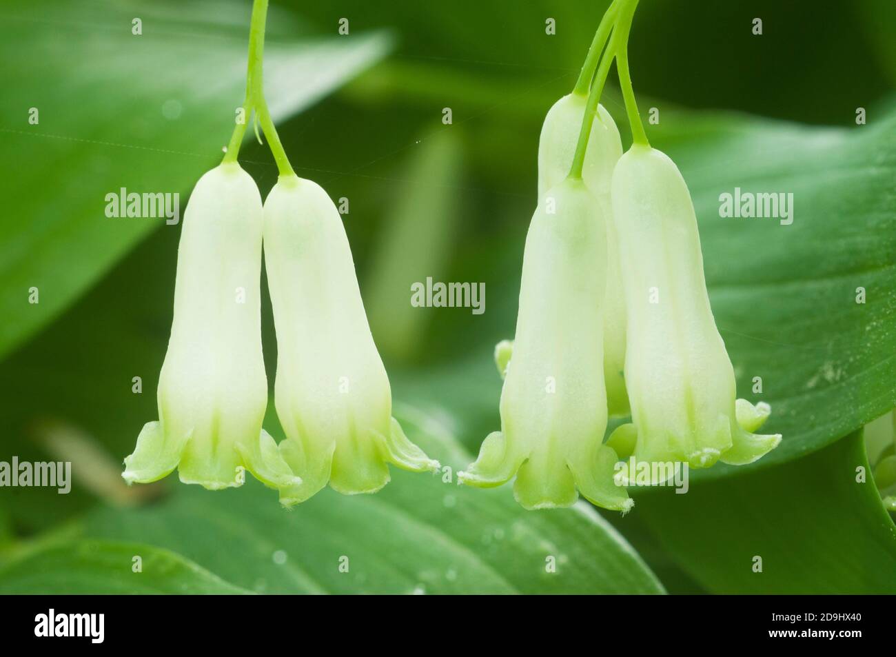 Salomone guarnizione (Polygonatum) fiori close up shot Foto Stock