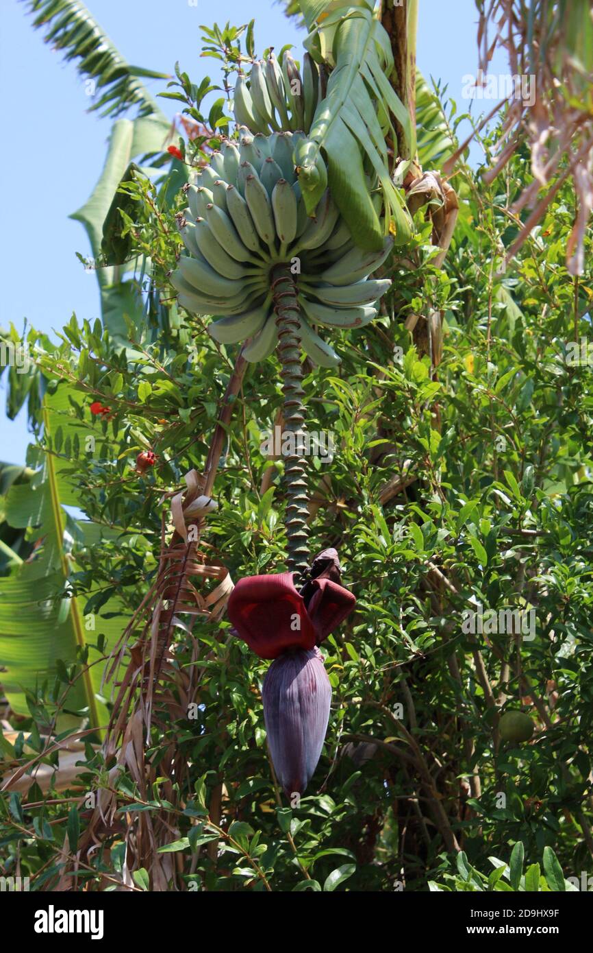 Mazzo di ananas che crescono dall'albero in estate in Grecia, fiore di banana Foto Stock