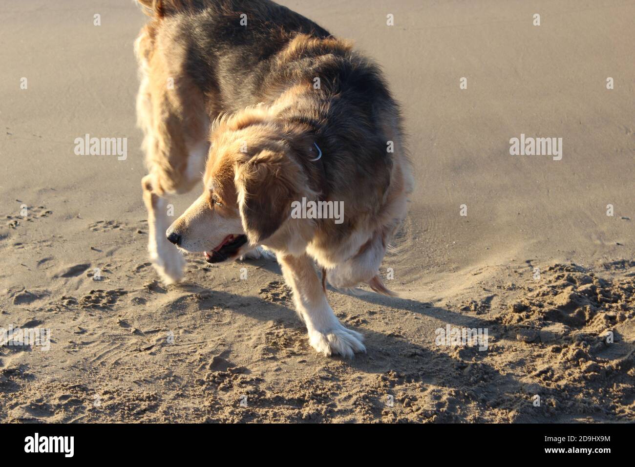 Ferito cane limping camminare intorno sulla sabbia, sulla spiaggia da solo in ora d'oro Foto Stock