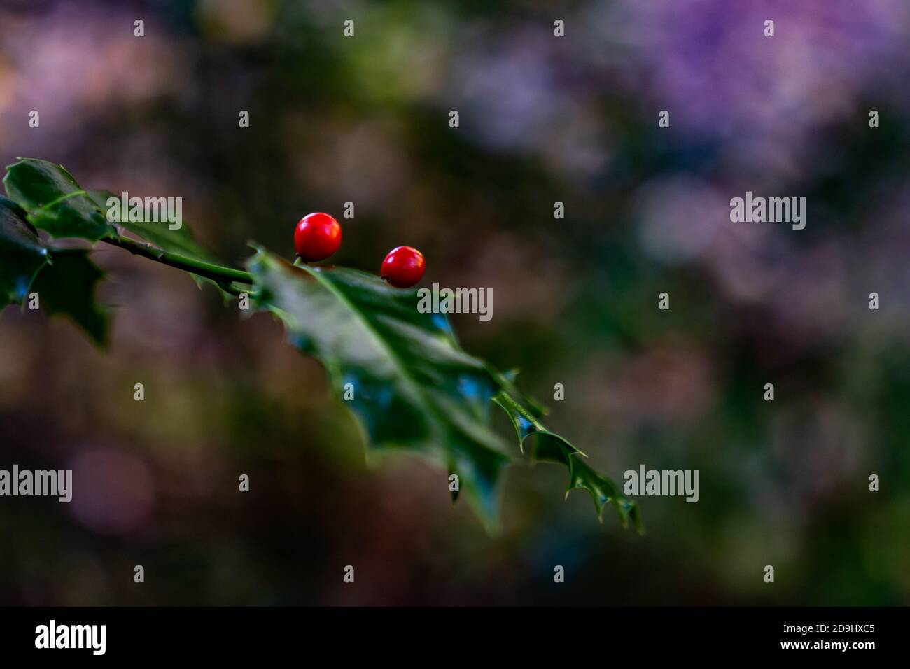 Lorbeerblätter mit roten Beeren im dunklen Wald. Mit schönem Bokeh. Foto Stock