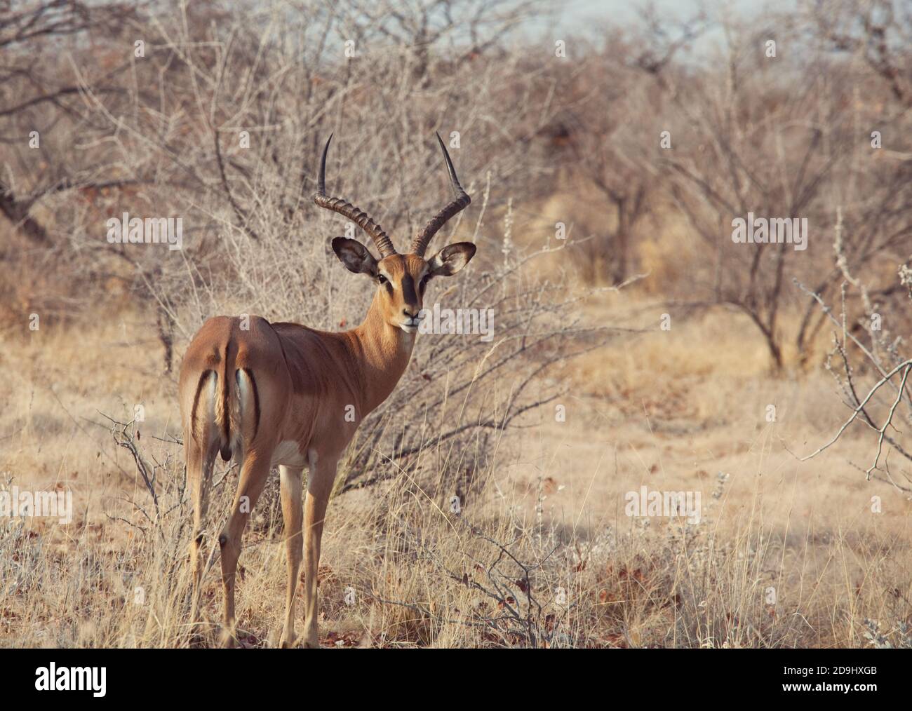 Impala anteleope nel deserto dell'Africa. Concetto Safari Foto Stock