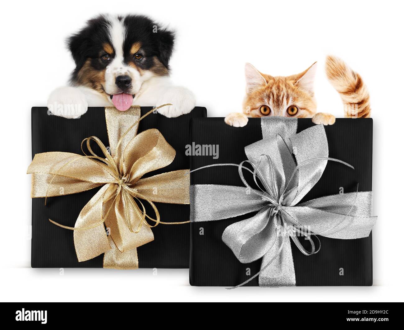 pet shop black friday and cyber monday gift card con cane e gatto su pacchetto con arco in nastro dorato e argento, isolato su sfondo bianco Foto Stock