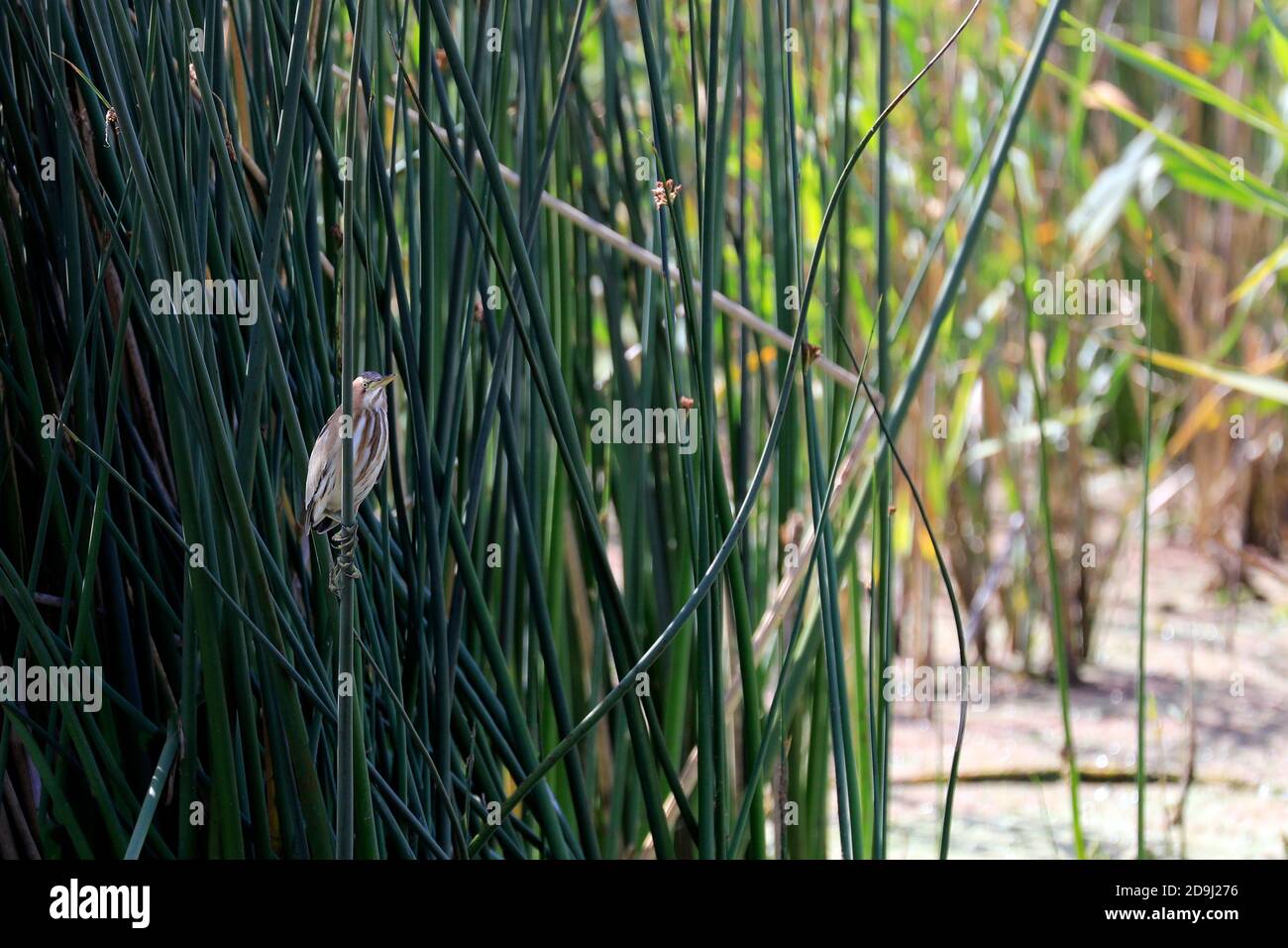 Un piccolo bittero o comune piccolo bittero (Ixobrychus minutus) al Santuario degli Uccelli di Intaka vicino a Città del Capo, Sudafrica. Foto Stock