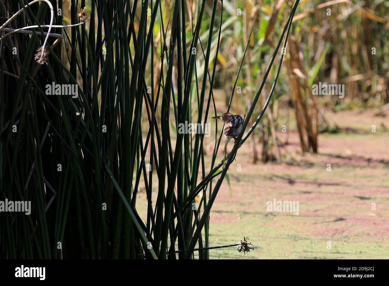 Un piccolo bittero o comune piccolo bittero (Ixobrychus minutus) al Santuario degli Uccelli di Intaka vicino a Città del Capo, Sudafrica. Foto Stock