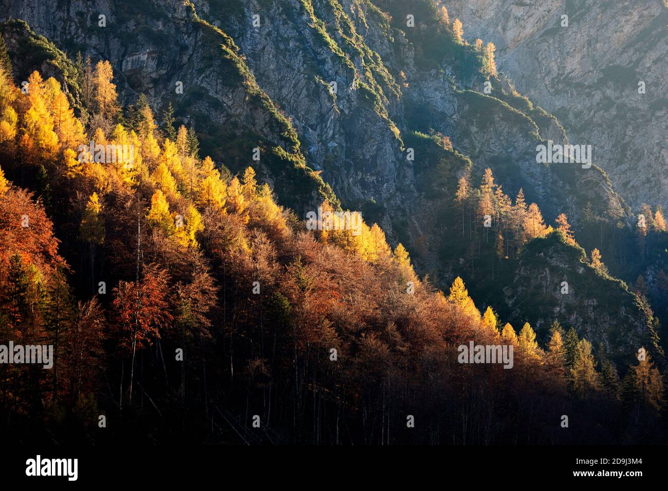 Alberi di caduta in paesaggio alpino Foto Stock