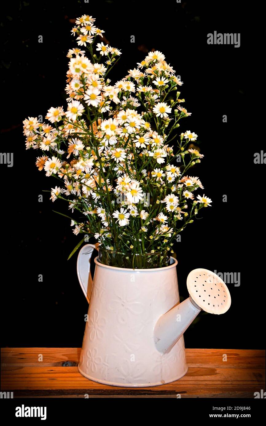 Un bouquet di camomilla e margherite selvatiche in una lattina di annaffiatura smaltata bianca. Reminiscenza di una scena rustica cottage giardino. Foto Stock