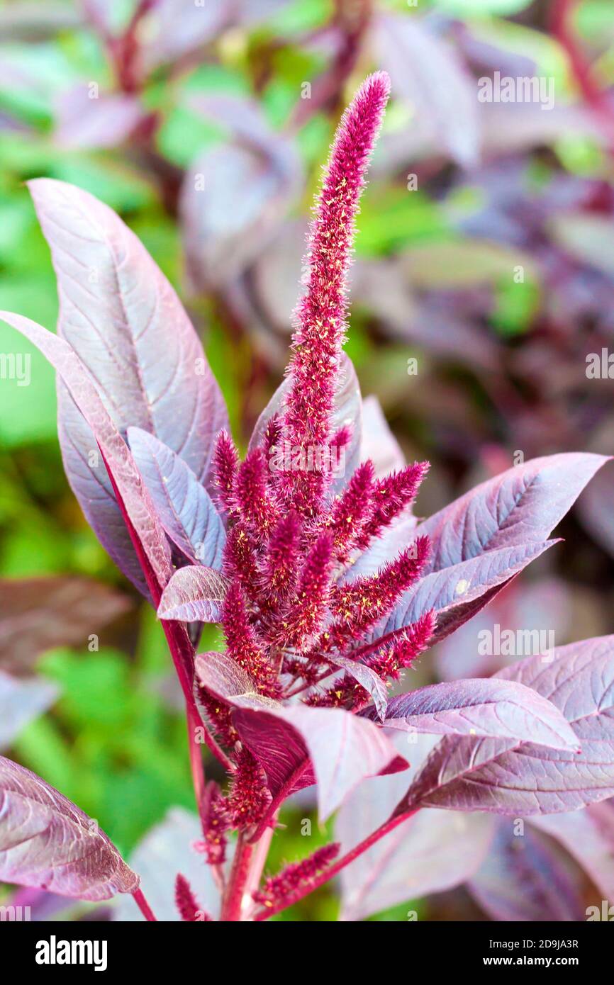 Amaranto Rosso (Amaranthus cruentus) Foto Stock