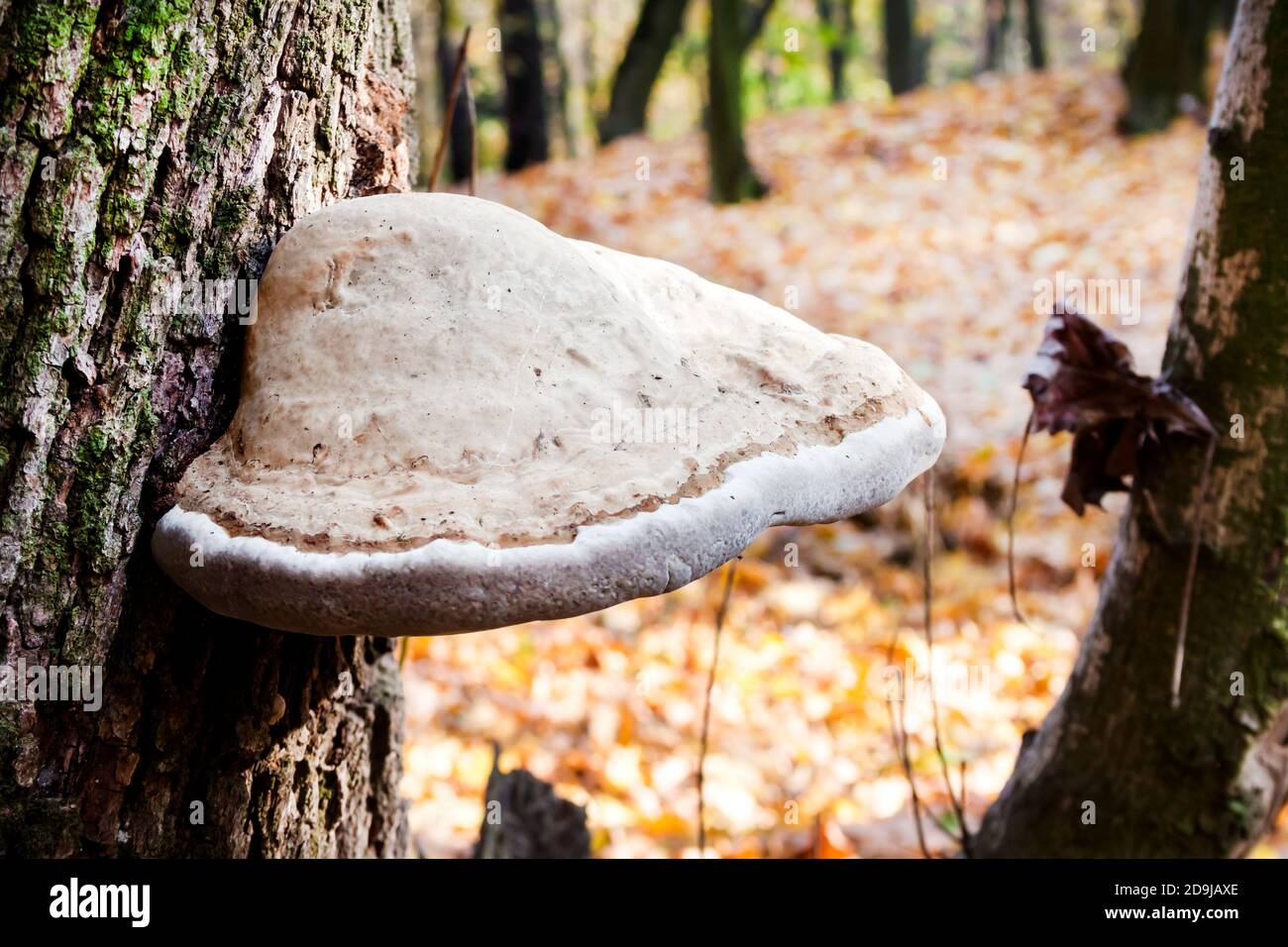 Fomes fomentarius (comunemente noto come fungo di tonder, fungo di tonder falso, fungo di hoof, conk di tonder, polyporus di tonder o fungo dell'uomo di ghiaccio) su albero vivo Foto Stock