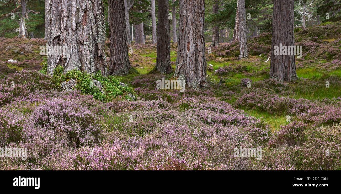 Tronchi e erica di pino scozzese, Foresta di Ballochbuie, Balmoral Estate, vicino a Braemar, Aberdeenshire, Scozia. Panoramica. Foto Stock