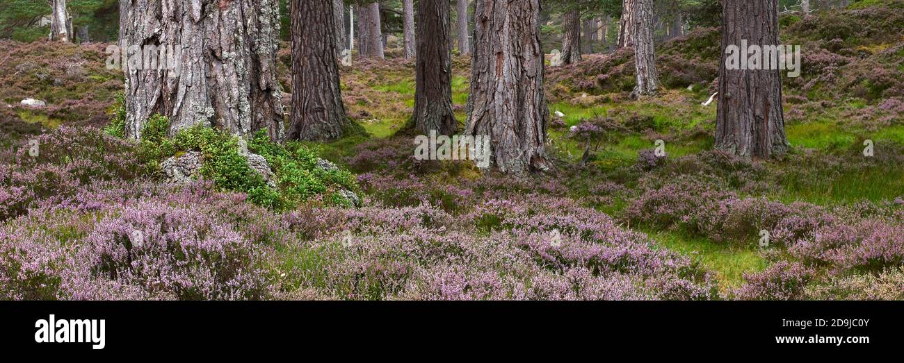 Tronchi e erica di pino scozzese, Foresta di Ballochbuie, Balmoral Estate, vicino a Braemar, Aberdeenshire, Scozia. Panoramica. Foto Stock