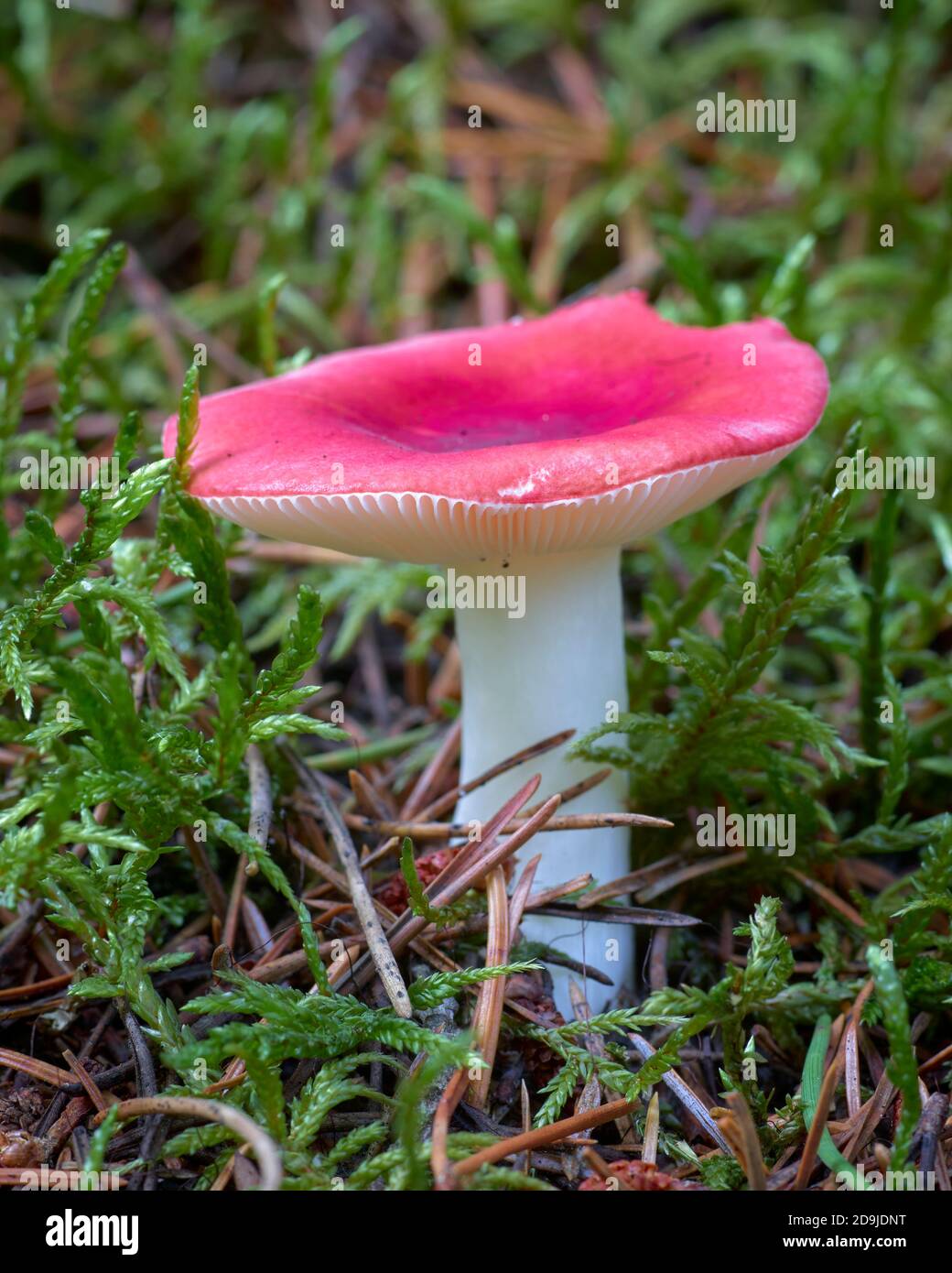 Russula emetica, il Sickener, un fungo basidiomicete. Glenlivet, Moray, Scozia. Foto Stock