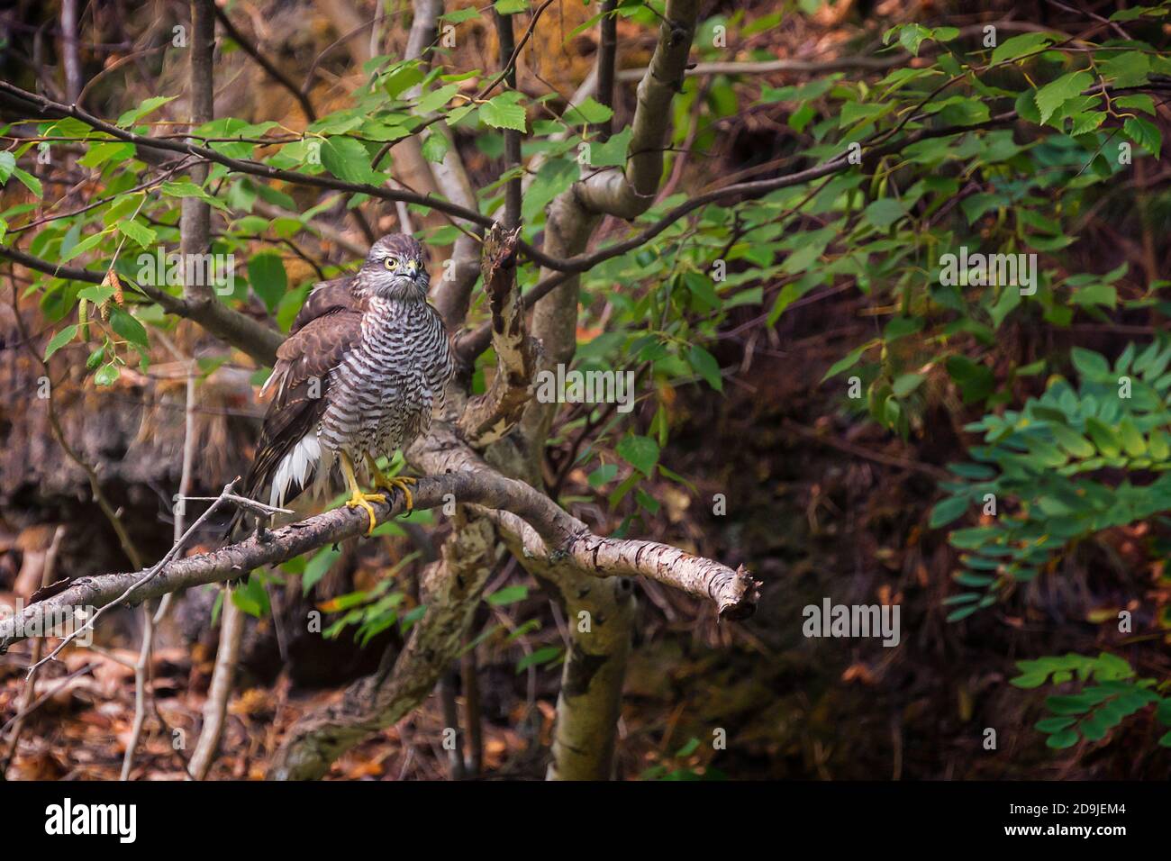 Lo sparrowawk eurasiatico (Accipiter nisus), conosciuto anche come lo sparrowawk settentrionale o semplicemente lo sparrowawk seduto su un ramo sopra il fiume. Foto Stock