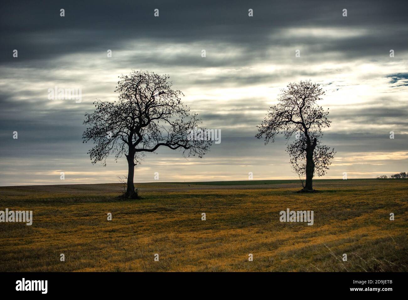 due alberi che si stagliano contro un cielo autunnale Foto Stock