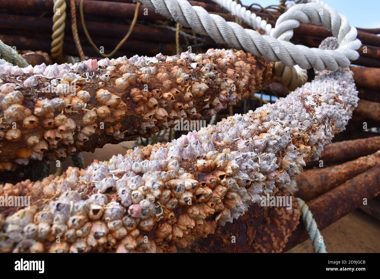 Pieno di conchiglie su vecchi metalli a Sapporo Giappone Foto Stock