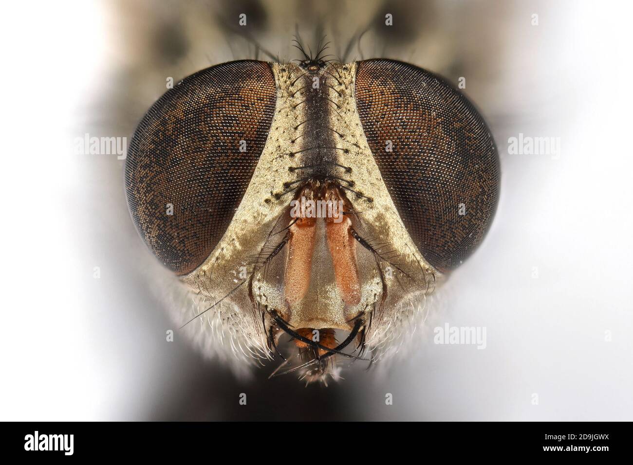Macro Fotografia del capo della casa morta isolato su bianco Sfondo Foto Stock