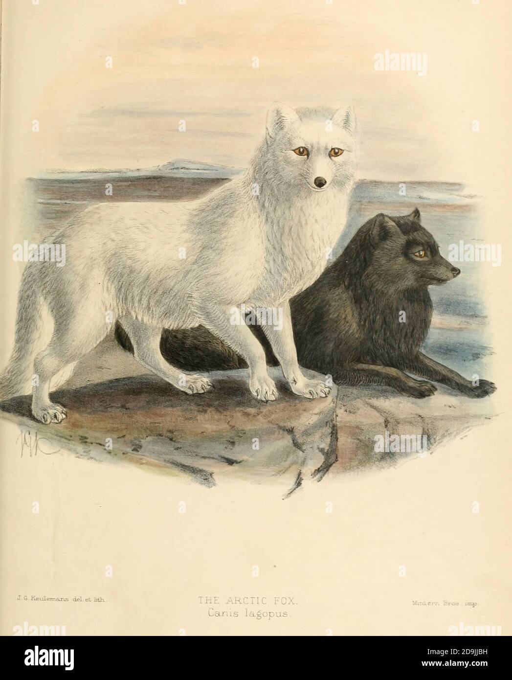 La volpe artica (Vulpes lagopus [qui come Canis lagopus]), conosciuta anche come volpe bianca, volpe polare, o volpe da neve, è una piccola volpe originaria delle regioni artiche dell'emisfero settentrionale e comune in tutto il bioma artico della tundra.[1][7][8] è ben adattata a vivere in ambienti freddi, ed è meglio conosciuto per la sua pelliccia calda e spessa che è usata anche come camouflage. Un monografo dei Canidae [dal latino, canis, 'dog') è una famiglia biologica di carnivori canini. Un membro di questa famiglia è chiamato un canido] da George Mivart, F.R.S. con intagli e 45 Foto Stock