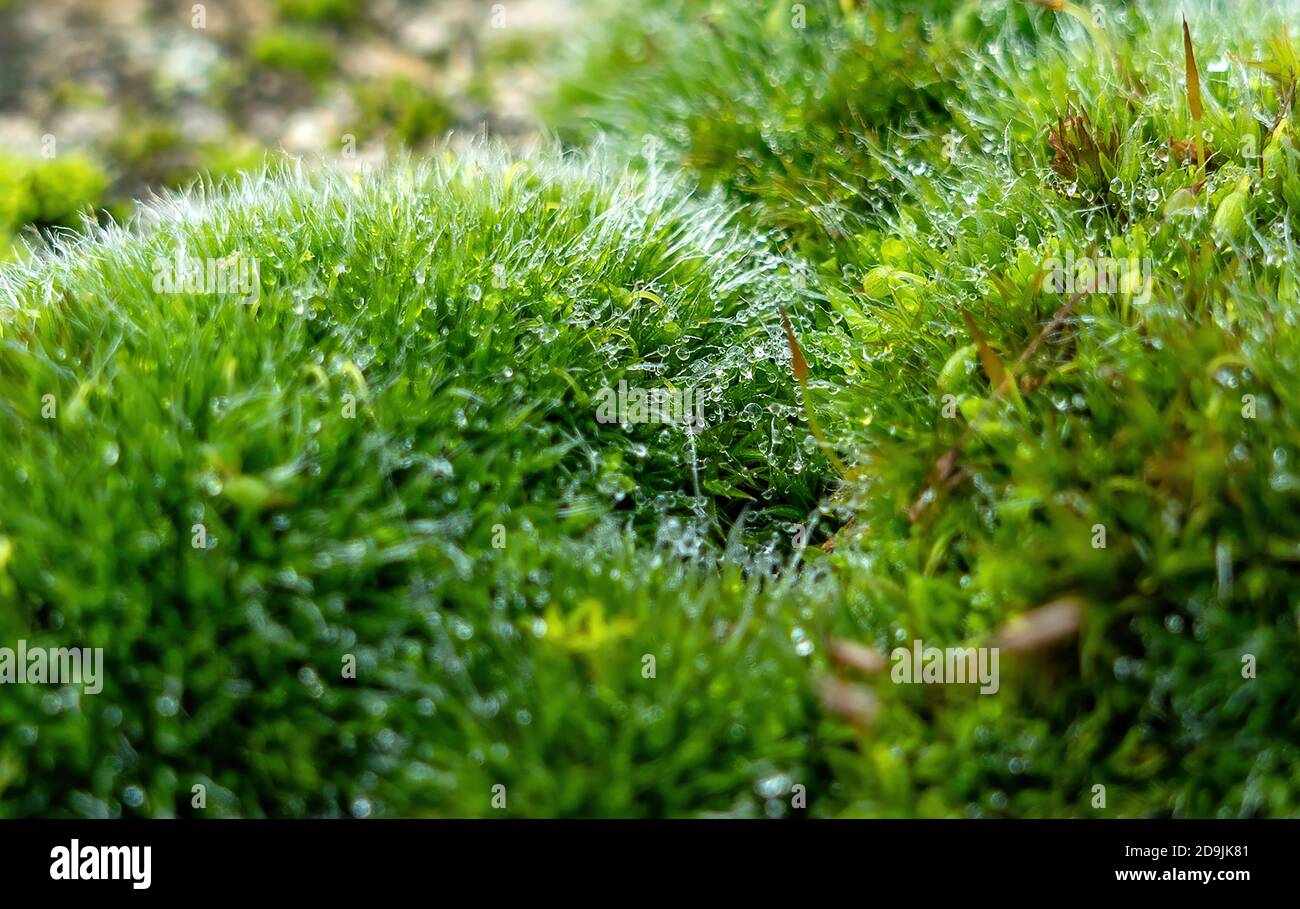 Piccolo mondo faunistico di Moss che vive su un muro Foto Stock