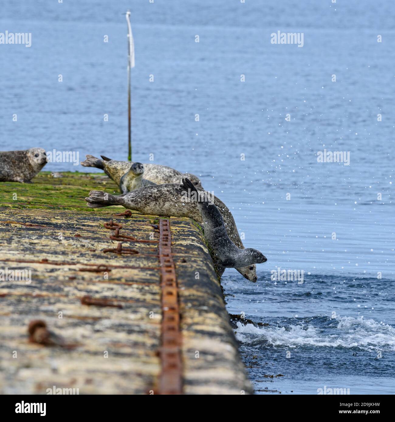 Harbour Seal - Phoca vitulina, mammifero marino comune dalle coste marine dell'emisfero settentrionale, Shetlands, Scozia, Regno Unito. Foto Stock