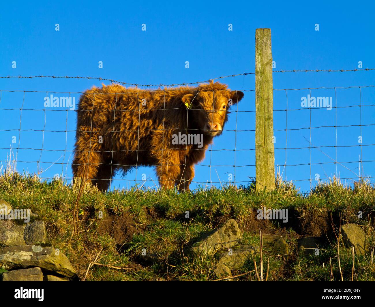 Vitello bovino delle Highland dietro una recinzione metallica questa razza dura ha avuto origine in Scozia ed è in grado di resistere alle temperature fredde grazie ai suoi capelli lunghi. Foto Stock