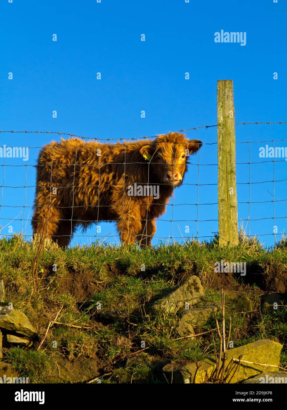 Vitello bovino delle Highland dietro una recinzione metallica questa razza dura ha avuto origine in Scozia ed è in grado di resistere alle temperature fredde grazie ai suoi capelli lunghi. Foto Stock