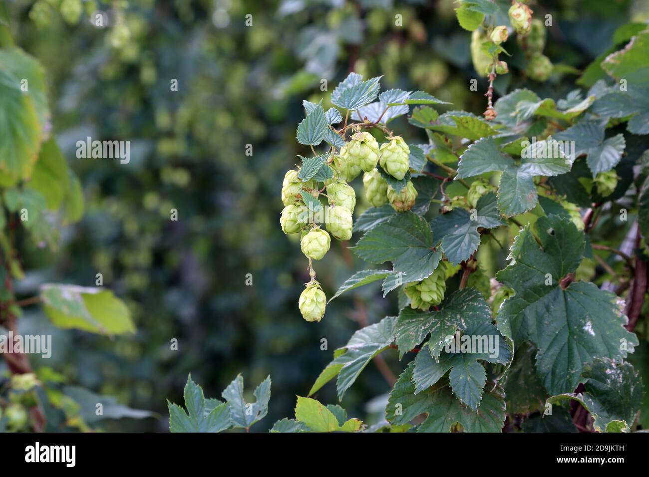 Fiori di luppolo che crescono sulla vite di luppolo, Bishopsbourne, Canterbury, Kent, Inghilterra, Regno Unito Foto Stock