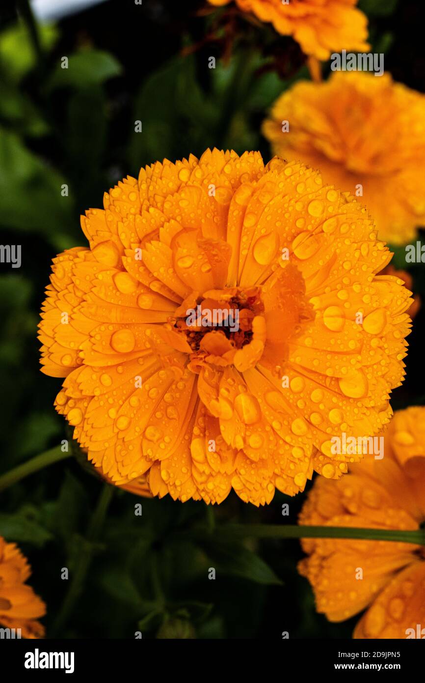 Un primo piano di una marigola con gocce di pioggia Foto Stock