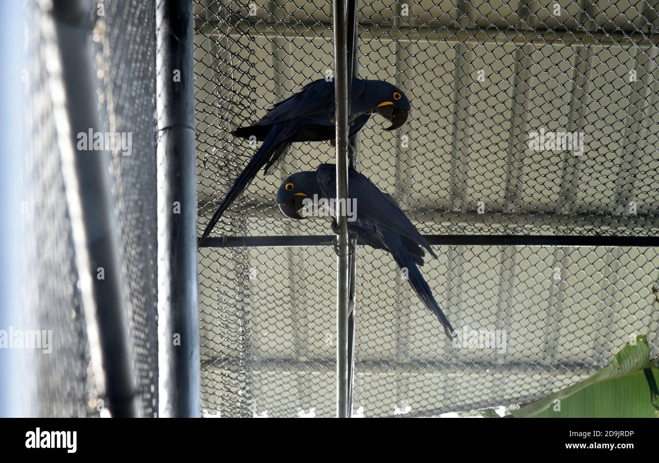 Guwahati, Assam, India. 5 Nov 2020. Una coppia di giacinti o di macaws blu che sono stati recuperati da animali contrabbandieri pochi giorni fa da Assam Mizoram confine rilascio all'interno della recinzione di Assam Stato Zoo da Parimal Suklabadiya Stato foresta rilascio ministro in Guwahati Assam India Venerdì 6 novembre 2020. Giacinti o macaws blu si trovano principalmente in Sud America Credit: Dasarath Deka/ZUMA Wire/Alamy Live News Foto Stock