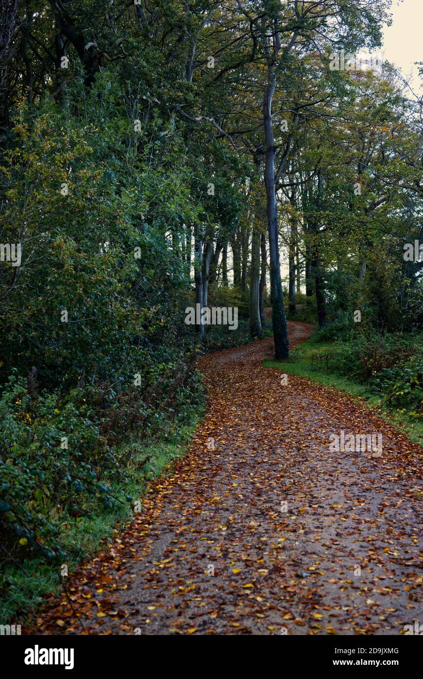 Sentiero tortuoso coperto di foglie Foto Stock
