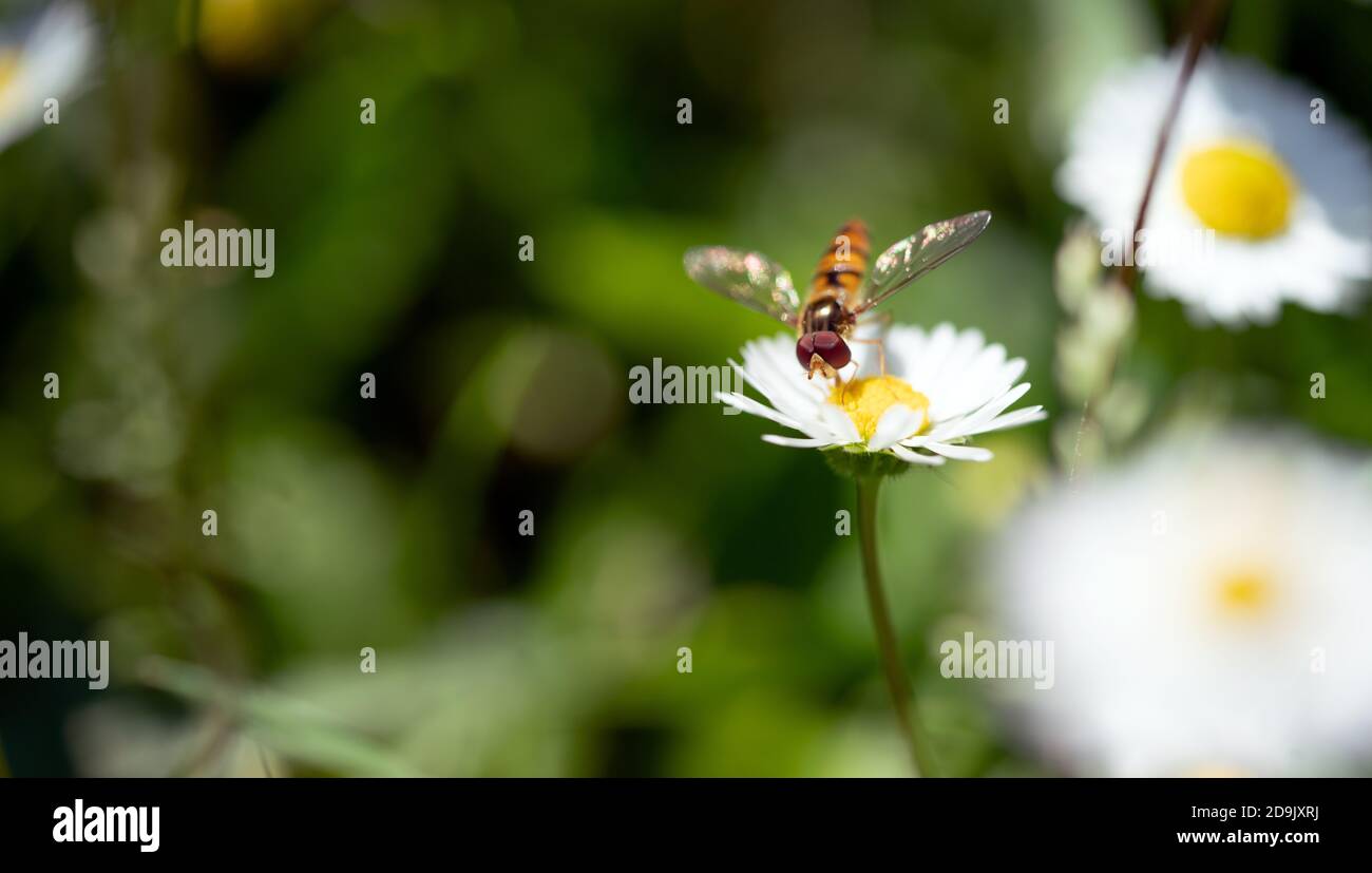 Macro foto di un insetto volante sui bellissimi fiori bianchi è nel giardino Foto Stock