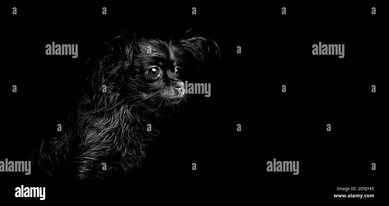 Ritratto di un giocattolo russo dai capelli lunghi Terrier (Canis lupus familiaris). Divertente cane piccolo su sfondo nero. Foto Stock