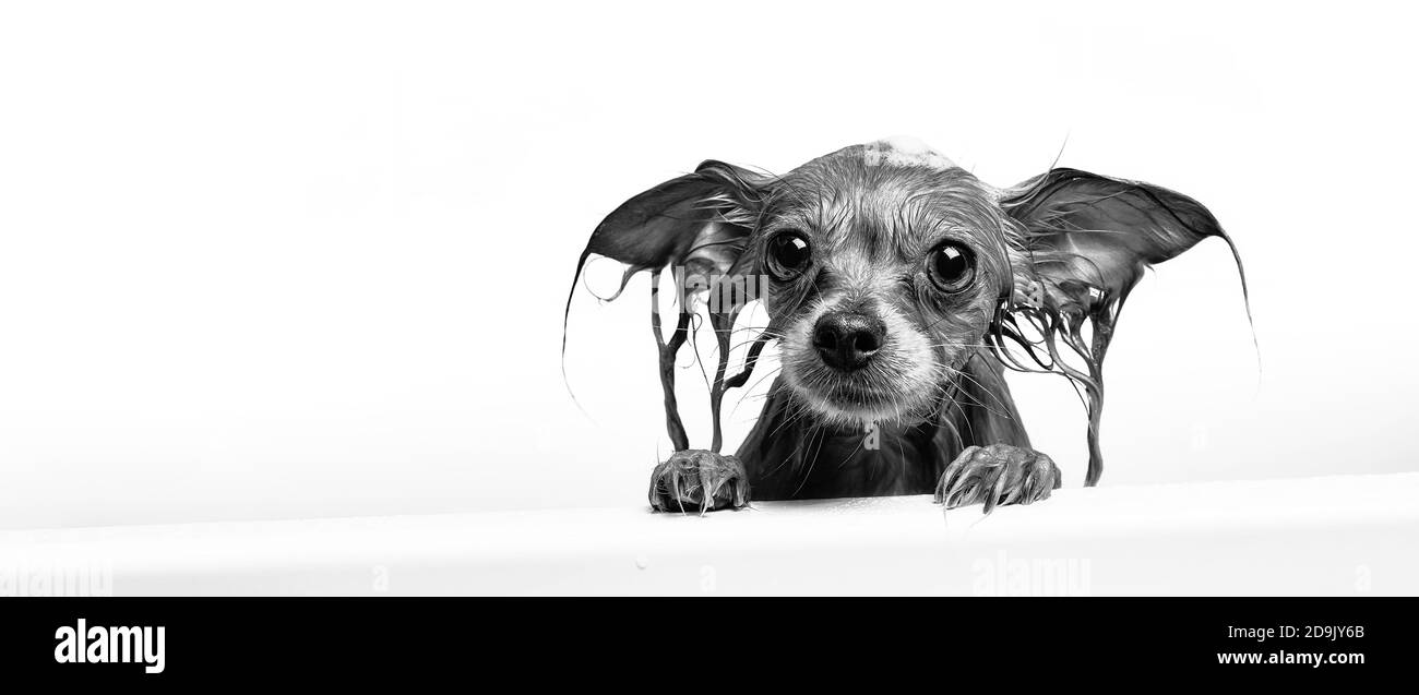 Piccolo cane bagnato divertente in bagno su sfondo bianco. Il cane fa una doccia. Russo Long Haired Toy Terrier (Canis lupus familiaris). Foto Stock