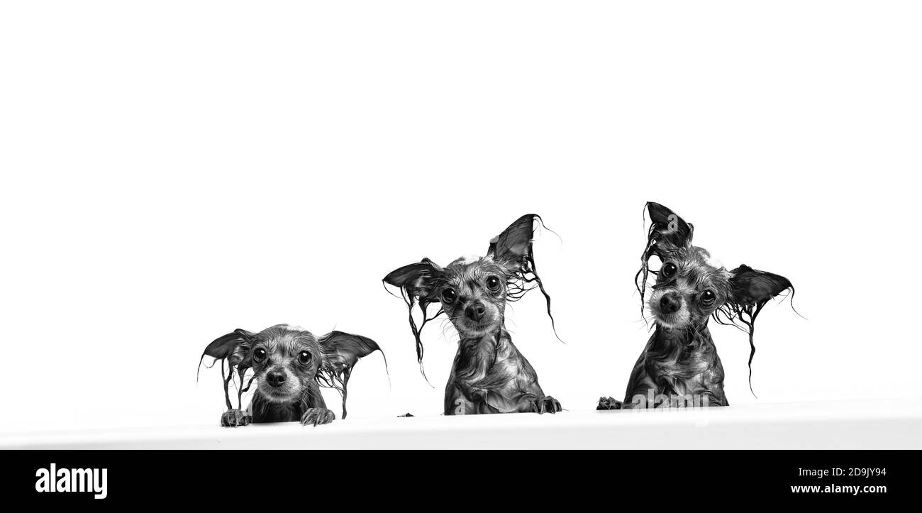 Tre simpatici cani bagnati in bagno. I cani prendono una doccia. Terrier giocattolo russo dai capelli lunghi (Canis lupus familiaris). Foto Stock