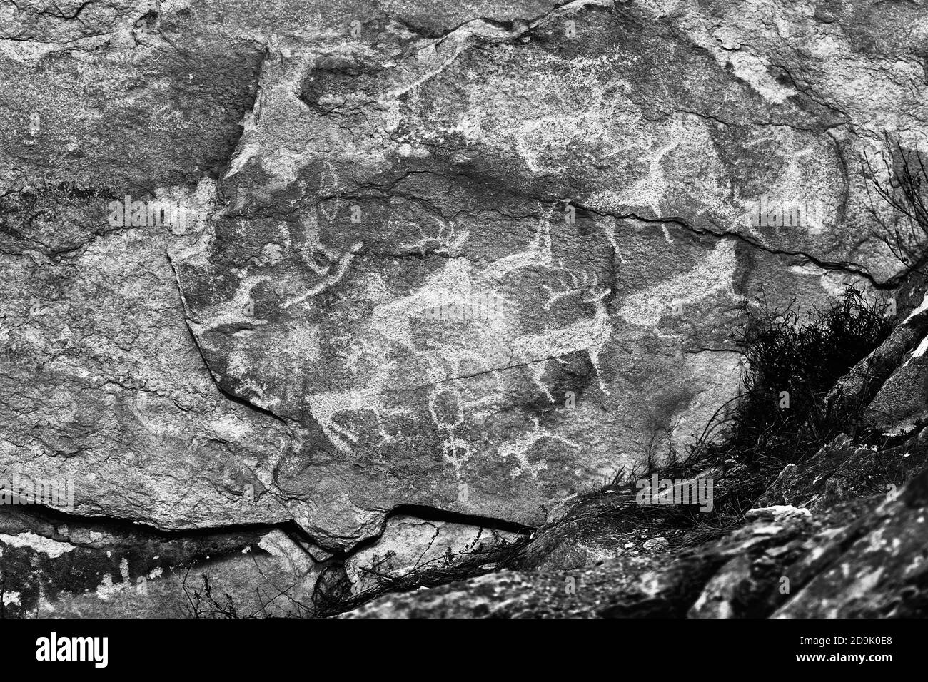 Dipinti rupestri di persone antiche. Immagine di antichi cacciatori con cervi sulle pareti, arte antica, storia, archeologia Foto Stock