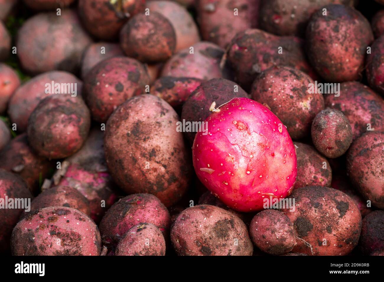 Una patata rossa lavata su quelle sporche. Patate rosse appena scavate nella fattoria. Foto Stock