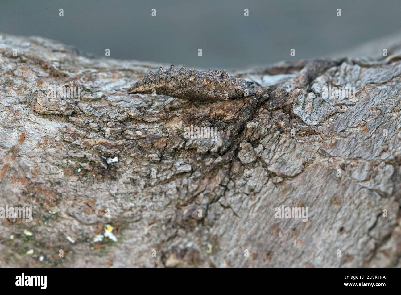 Piccolo Tortoiseshell (Aglais orticae) pupa Foto Stock