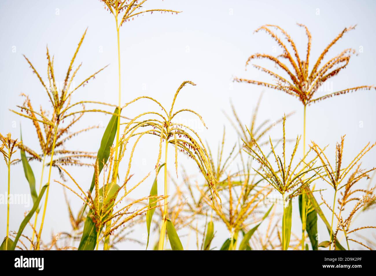 Ragi Crop, Millet Crop, meraviglia grano. Foto di alta qualità Foto Stock