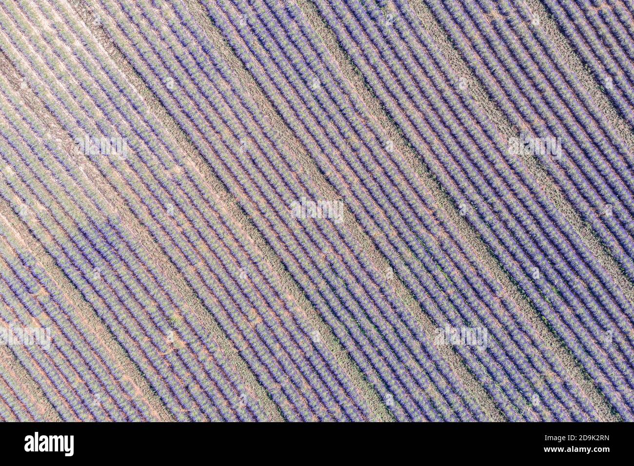 Vista aerea dei campi agricoli in Provenza. Lavanda in fiore, incredibile paesaggio aereo. File di fiori di lavanda, natura infinita fioritura floreale Foto Stock