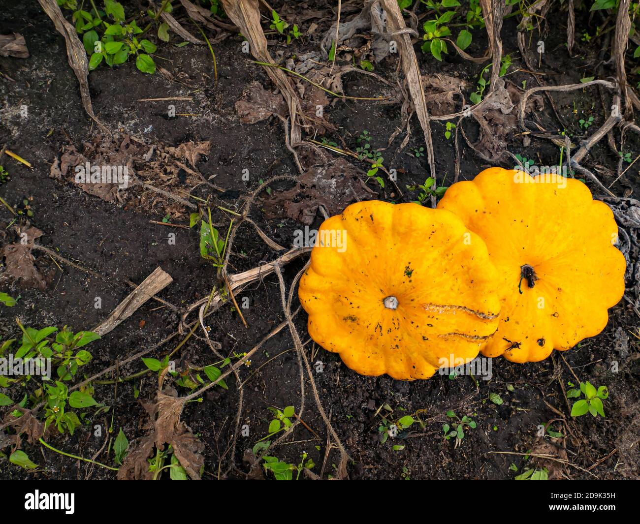 Raccolta di ortaggi di zucca gialla su un campo di fattoria. Foto Stock