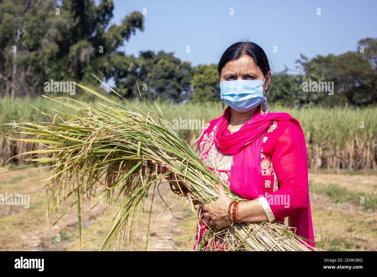 Una donna che tiene in mano il risone nella pandemia di Corona. . Foto di alta qualità Foto Stock