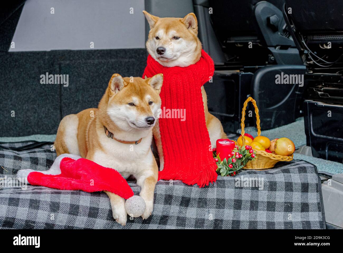 Due cani rossi, Laika giapponese, razza Siba-inu, vestiti per Natale. Concept meeting Capodanno. Foto di alta qualità Foto Stock