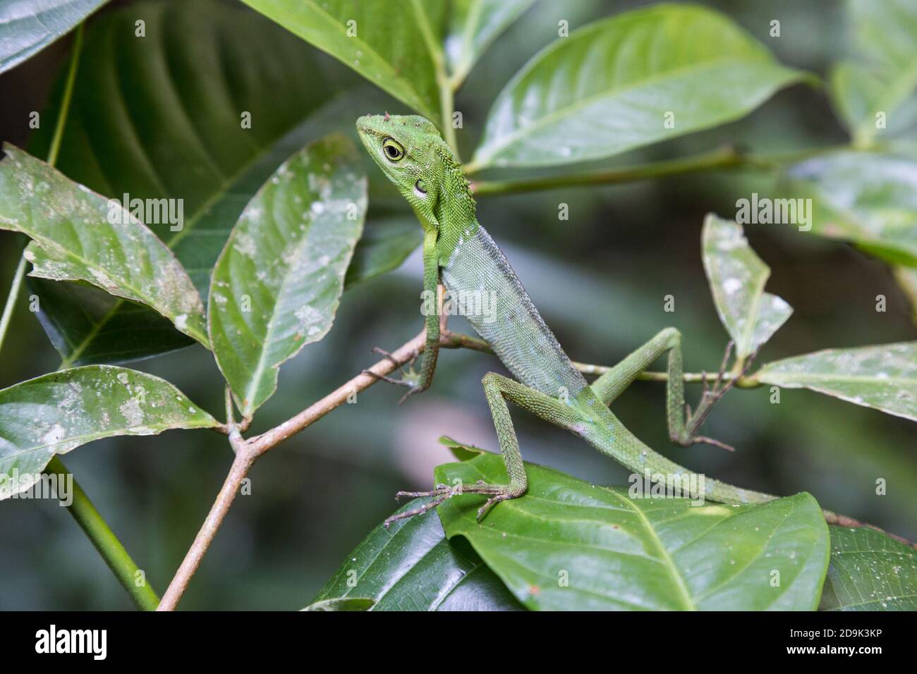 Verde lucertola perch sul ramo albero al Parco Nazionale di Niah Foto Stock