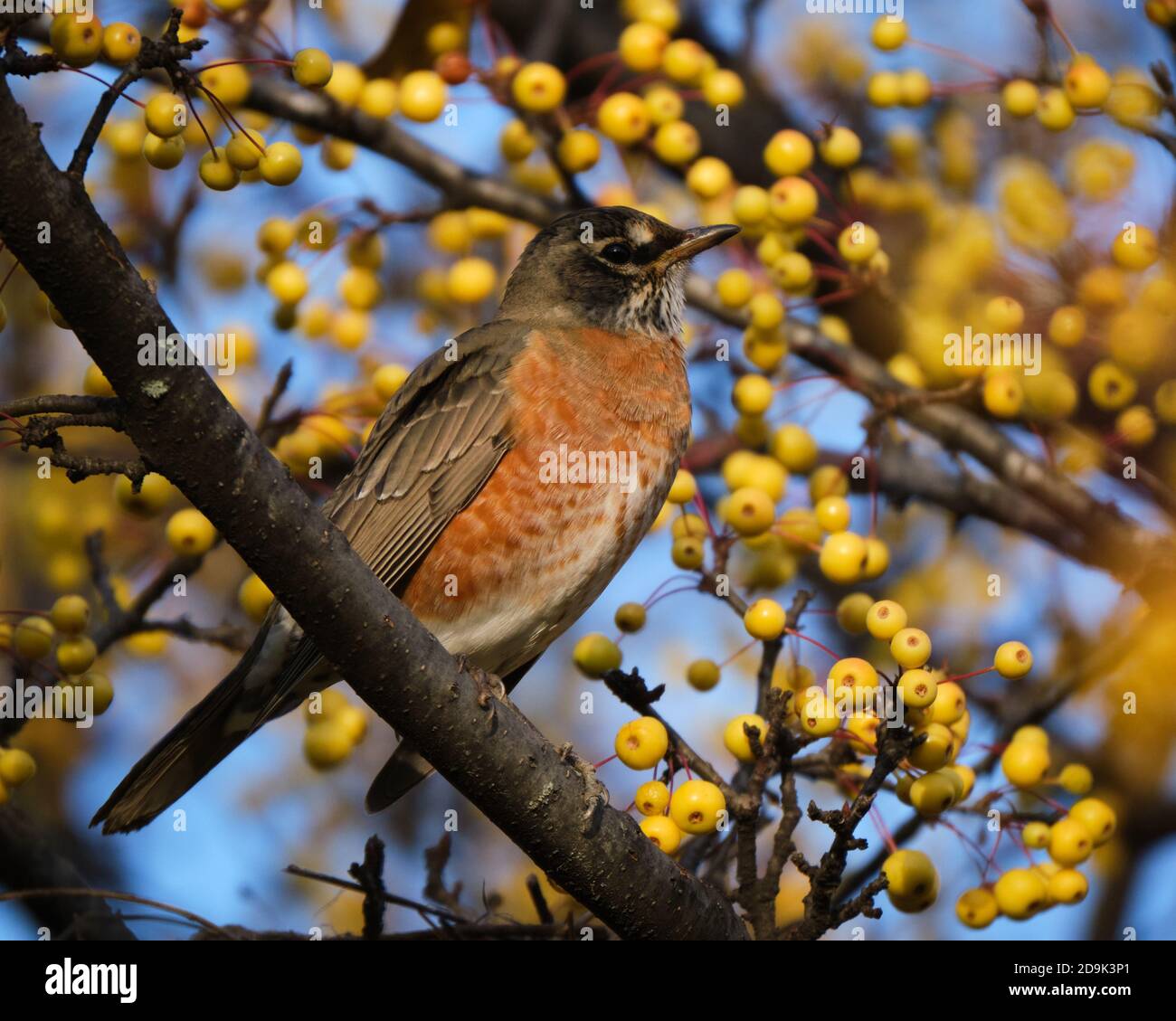 Robin americano (Turdus migratorius), che si trova su un ramo di un albero di granchio dorato coperto di frutta autunnale Foto Stock