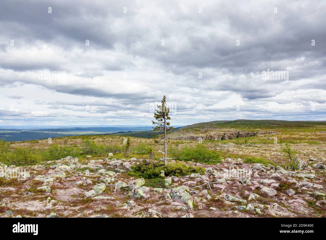 Vecchio Tjikko un vecchio albero di abete rosso nelle montagne svedesi Foto Stock