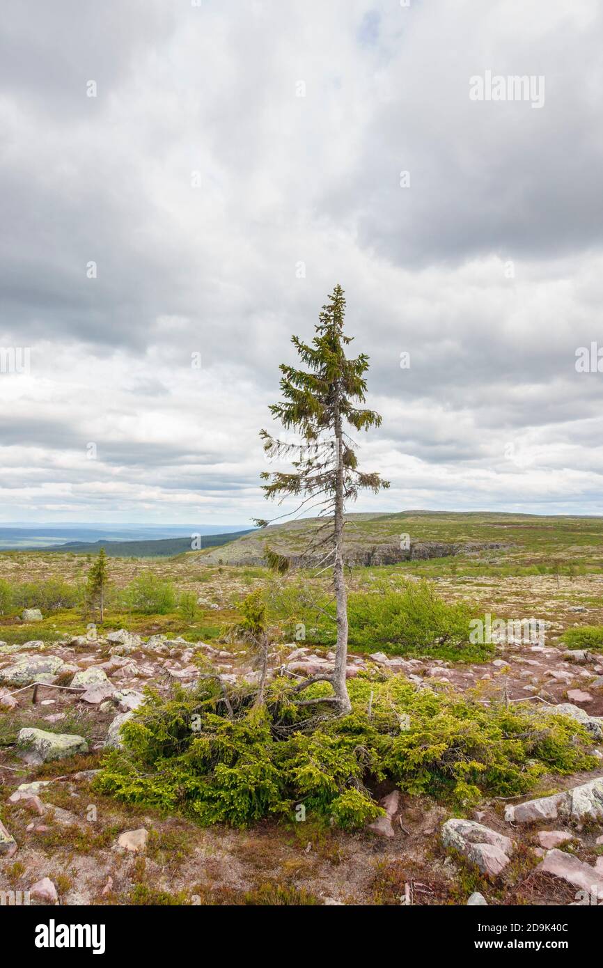 Old Tjikko un famoso albero di abete rosso nelle montagne svedesi Foto Stock
