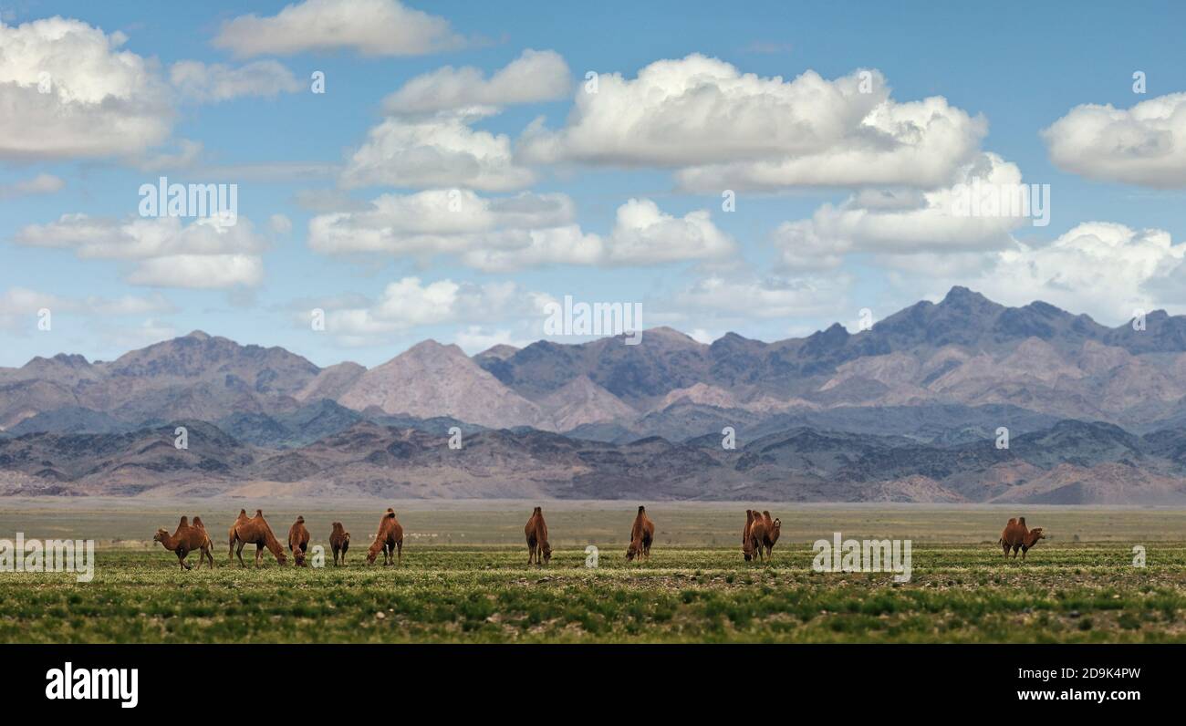 Cammelli Bactrian su un pascolo in Mongolia. Panorama del pascolo. Fonte di carne, latte e lana. Cammello giù, un souvenir preferito dei turisti. Foto Stock