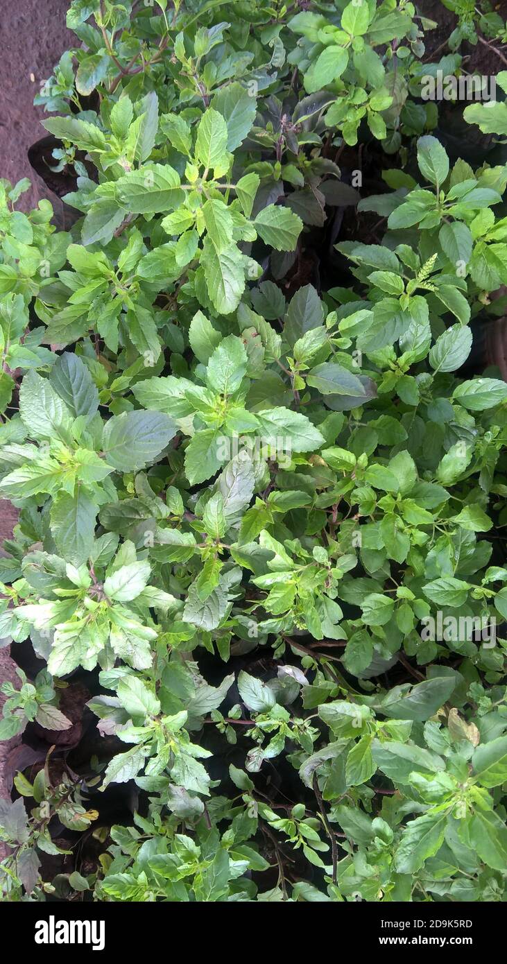 Santo basilico, Ocimum tenuiflorum chiamato anche piante tulsi Foto Stock