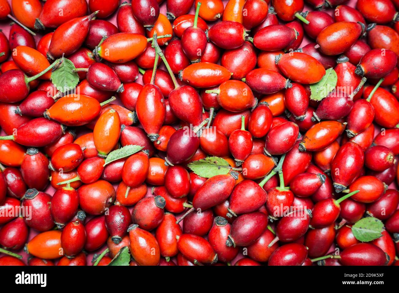 Foto ravvicinata dei frutti di rosa di anca appena raccolti, vista dall'alto. Prodotti organici naturali, modello di fondo. Foto Stock