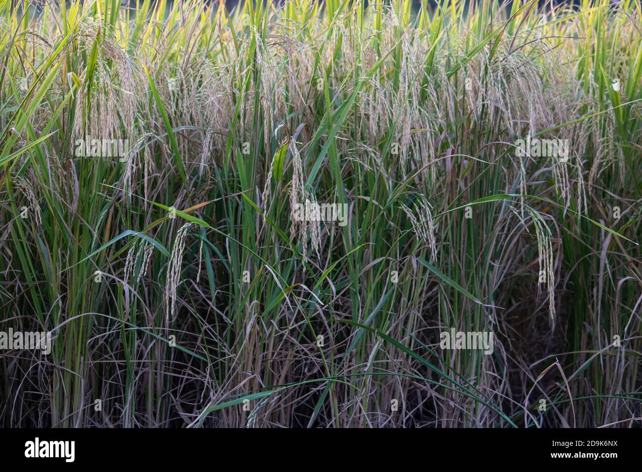 Campo di raccolto di Paddy in India. L'India è uno dei più grandi produttori di riso al mondo, tra cui riso bianco e riso bruno, foto di alta qualità Foto Stock